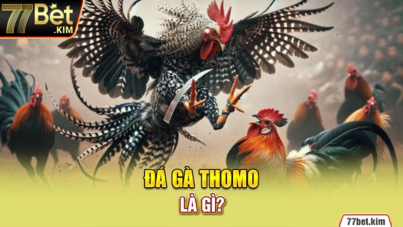 Đá gà Thomo là gì?