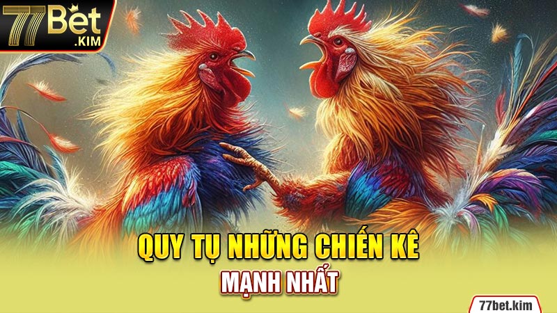 Quy tụ những chiến kê mạnh nhất