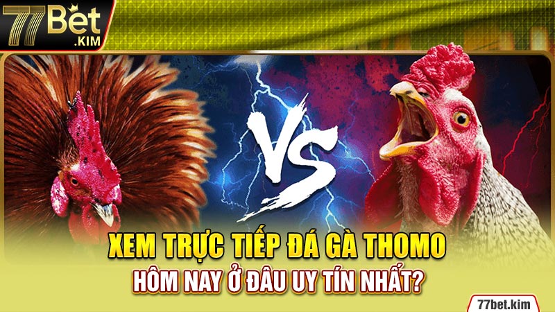 Xem trực tiếp Đá gà Thomo hôm nay ở đâu uy tín nhất?